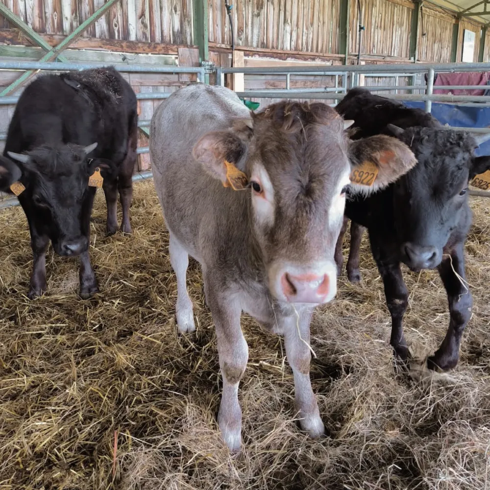 Producteurs locaux à Saint-Macaire